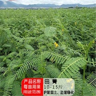 Field Seeds Orchard Soil Improvement Alkali Essence Beans Drought-Resistant Drought-Resistant Salt-R