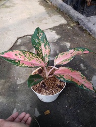 aglonema kocin