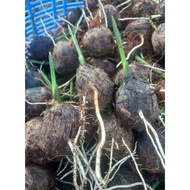 5 areca nuts, areca nuts eat betel and long fruits
