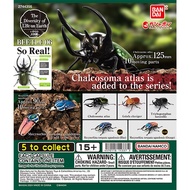 Japan Gashapon Capsule Toy Bandai Ikimono Daizukan Rhinoceros Beetle 06 Collection Mini Figure