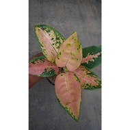 Sindo - Aglaonema Kochin Tembaga By Idamulya Florist Live Plant 476LEMGPHG