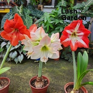 (Ada Bunga) Amaryllis Lily / 孤挺花 / 朱顶红 140mm Pot Indoor Live Plant Flower Pokok Hiasan Bunga [Lush Garden]