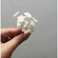 Gumpaste flower edible flower tart cake decoration / forget me not filler flower