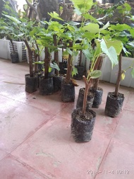 4Pcs Pohon Anggur hitam manis super