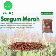 ( 1 Kg ) Benih Biji Sorgum Merah | Red Sorghum | Jagung Cantel Merah