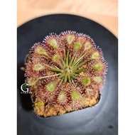 Drosera Beleziana [Sundew, Drosera][Carnivorous Plant][GILAGARDEN]
