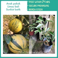 PBN - anak pokok limau bali sunkist batik - variegated citrus fruits fruit sapling maxima pomelo abu