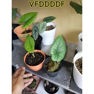 Sale Alocasia Bisma Kalimantan, Daun 1, Daun 2 Hot        f4u9c3K5A1G