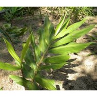 Pokok Bonglai Herba..