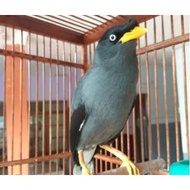 Ready JALAK KEBO MATA KUNING