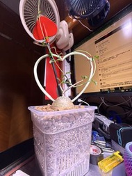 塊根植物（火星人）連盆