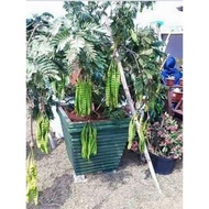 anak pokok petai hybrid/kawin gred A