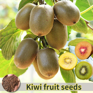 ปลูกง่าย ปลูกได้ทั่วไทย เมล็ดสด 100% Kiwi Seeds เมล็ดพันธุ์ เมล็ดกีวี Fruit Seeds บรรจุ 300 เมล็ด เมล็ดพันธุ์บอนสี เมล็ดพันธุ์ผลไม้ ต้นไม้ผลกินได้ ต้นไม้กินผล พันธุ์ไม้ผล กล้วยด่าง ต้นไม้มงคล บอนไซ ต้นไม้ บอนสี เมล็ดผลไม้ Plants Seeds for Planting