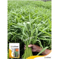 Kangkung BAMBOO LEAF seed Benih bibit kangkong daun tirus Crop power KK007 竹叶空心菜 REPACK
