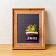 空氣鳳梨 小精靈福果叢生 磁吸相框
