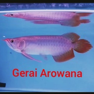 ikan arwana super red +-30 muluz