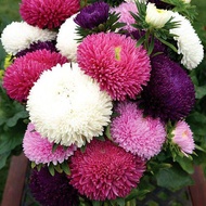 Rado 801 Multicolored Daisies Seeds - 0.1gr Package - Grow All Year Round, Grow Strong VTNN Nong Die