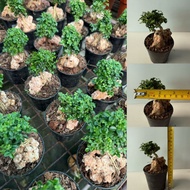 READY STOCK POKOK HIDUP KEMUNING BONSAI MINI