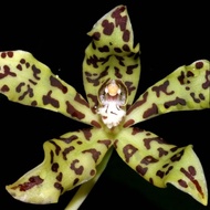 Grammatophyllum ravanii
