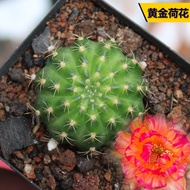 仙人掌Cactus Gold Lotus Cactus Rare Beautiful Flower Big Flower Qin Huali Flower Belongs to Cactus Succ