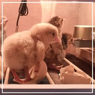 Mesin Tetas Full Otomatis Rak Geser Telur Ayam Bebek Burung Puyuh