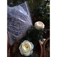 BAJA KHAS UNTUK BUNGA ROS 1KG #EM4 #PERTANIAN #BIJI BENIH #TANAMAN