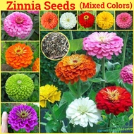 [Fast Grow] Mixed Colors 200pcs Pokok Bunga Zinnia Flower Seeds for Gardning Benih Pokok Bunga