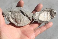 石棧  顆粒靜蟹化石   本土產