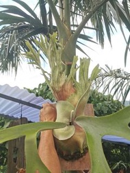 P. Veitchii spore 鹿角蕨