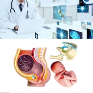 SV Human Pregnant Pelvis Section Model with Removable Organs Human Female Pelvis with  9 Months Baby