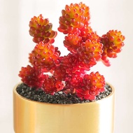 【Succulent】 Red succulents group of rare flowers potted succulent old pile