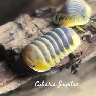 [IJUZWANISO] Cubaris sp Jupiter (Isopod for Terrarium and pets)