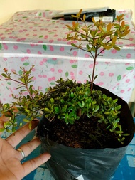 Bucida Plant or Japanese Tree Plant-Live Plant-Ready to Plant-Outdoor Plant for Landscaping
