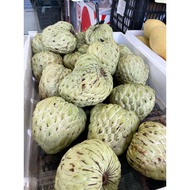 BUAH NONA BESAR | NONA FRUIT - 1KG+/-