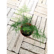 Indoor plant - Asparagus setaceus/文竹