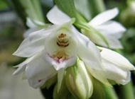 台灣 原生蘭花Geodorum densiflorum var. alba 垂頭地寶蘭 (白花變體)來2梗花苞