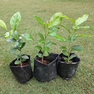 柠檬树苗 斑叶柠檬树Anak pokok lemon hybrid batik Lemon tree baby