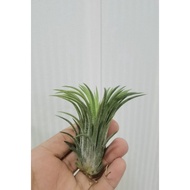 tillandsia druid air plant