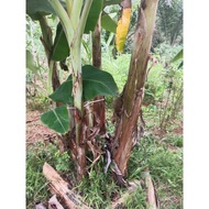 ANAK POKOK PISANG LANG ,MAS,TOMAN