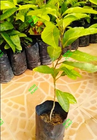 PASSION FRUIT SEEDS ( 30 pcs ) / REAL LIVE PASSION FRUIT PLANTS