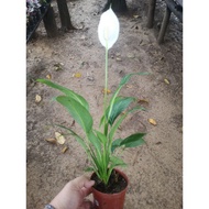 *LIVE PLANT* PEACE LILY/KELADI PUTIH/白掌 (Spathiphyllum Vicki)
