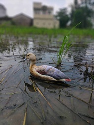 Jontrot belibis/patung belibis/Decoy Burung Belibis