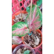 Caladium Red Clone (saiz anak)