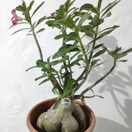 Kamboja Bonsai Bonggol Besar Bunga Pink / Adenium Bonggol Besar