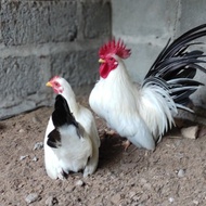 TELUR AYAM HIAS KATE CEPER SIAP DI TETASKAN