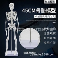 45cm Human Body Skeleton Structure Model Whole Body Skeleton Human Body Model Adult White Skeleton T