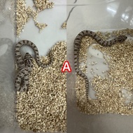 Corn Snake / Hognose Snake (Fake for Display)