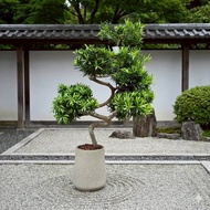 羅漢松 落地盆栽 大盆栽 拿鐵棕磨石子花盆 開幕送禮 喬遷禮物