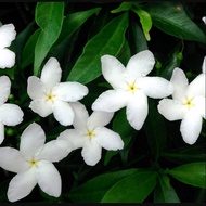 Crepe Jasmine Plant with White Flower, Real Plant, Ervatamia Dwarf, Pokok Hidup, Pokok Bunga