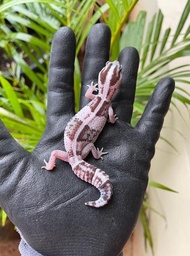 Vip Gecko - Aft Gecko - African Fat Tailed Gecko Baby - Juve